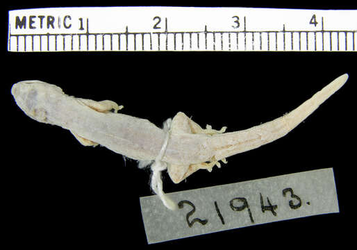 Image of Grandidier's Dwarf Gecko