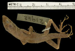Sivun Anolis polylepis Peters 1874 kuva