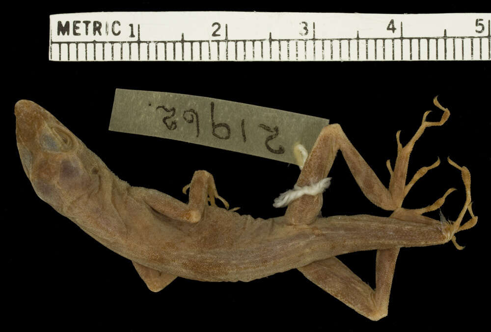 Sivun Anolis polylepis Peters 1874 kuva