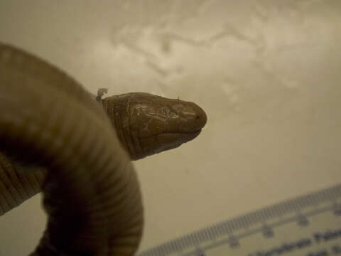 Image of Red Worm Lizard