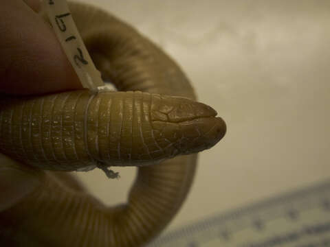 Image of Red Worm Lizard