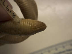 Image of Red Worm Lizard