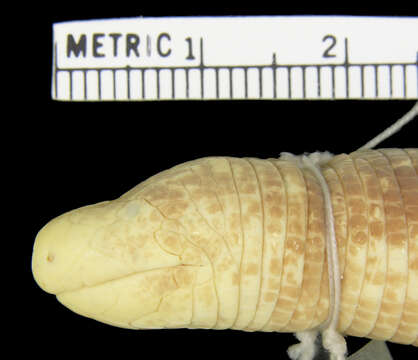 Image of <i>Amphisbaena varia</i>