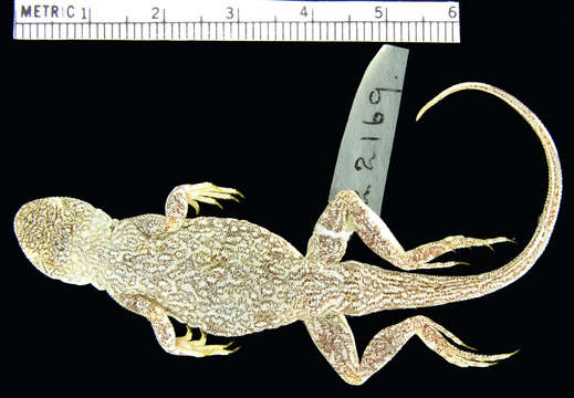 Imagem de Phrynocephalus guttatus guttatus (Gmelin 1789)