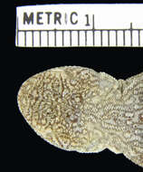 Image of Phrynocephalus guttatus guttatus (Gmelin 1789)