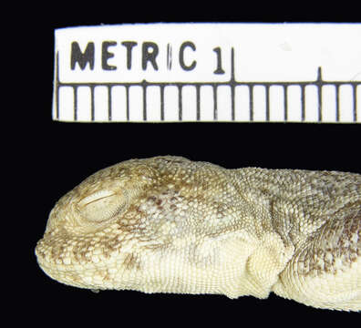 Слика од Phrynocephalus guttatus guttatus (Gmelin 1789)