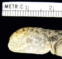 Image of Phrynocephalus guttatus melanurus Eichwald 1831