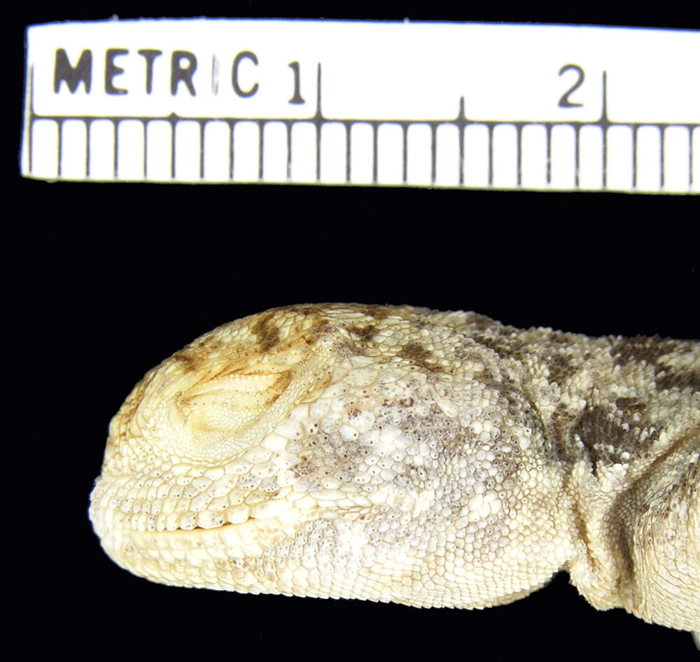 Image of Phrynocephalus guttatus melanurus Eichwald 1831