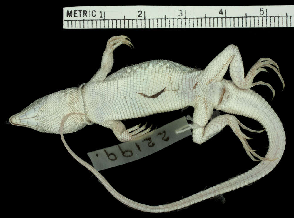 Image of Reticulate Racerunner