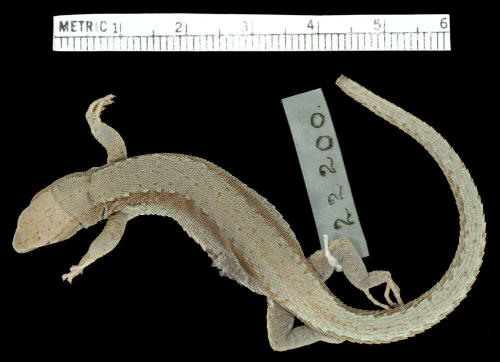 Image of Derjugin's lizard