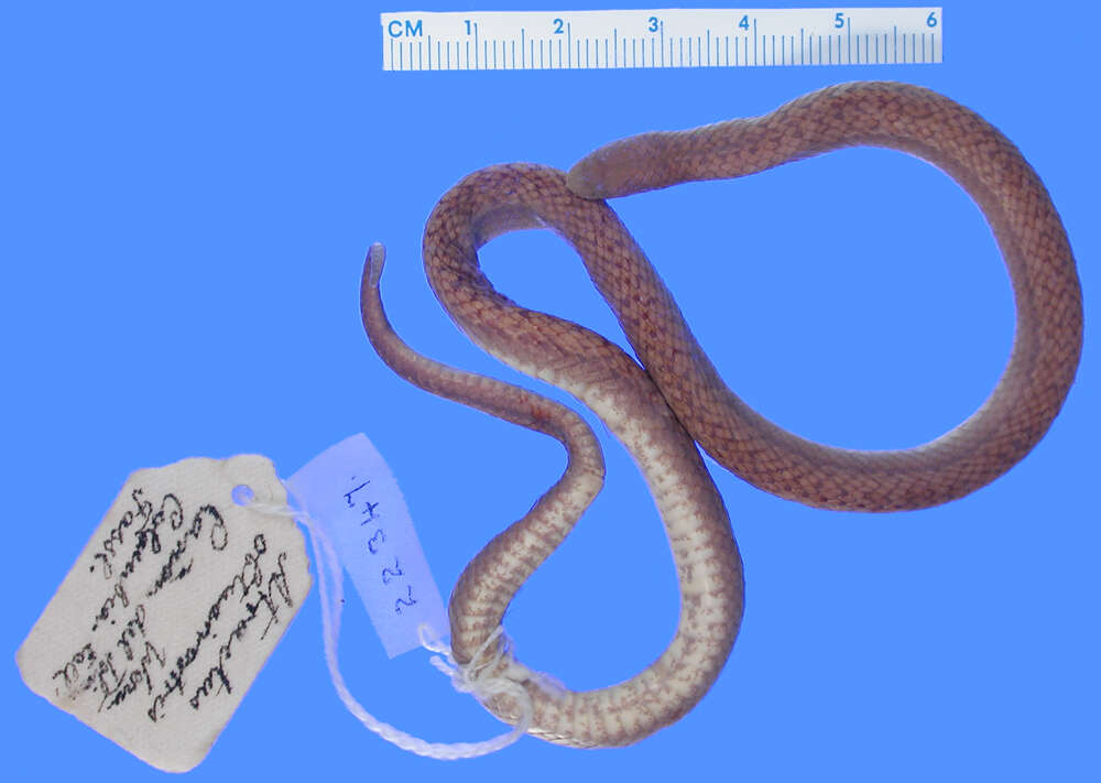 Image of Bignose Ground Snake