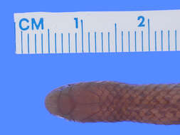 Image of Bignose Ground Snake
