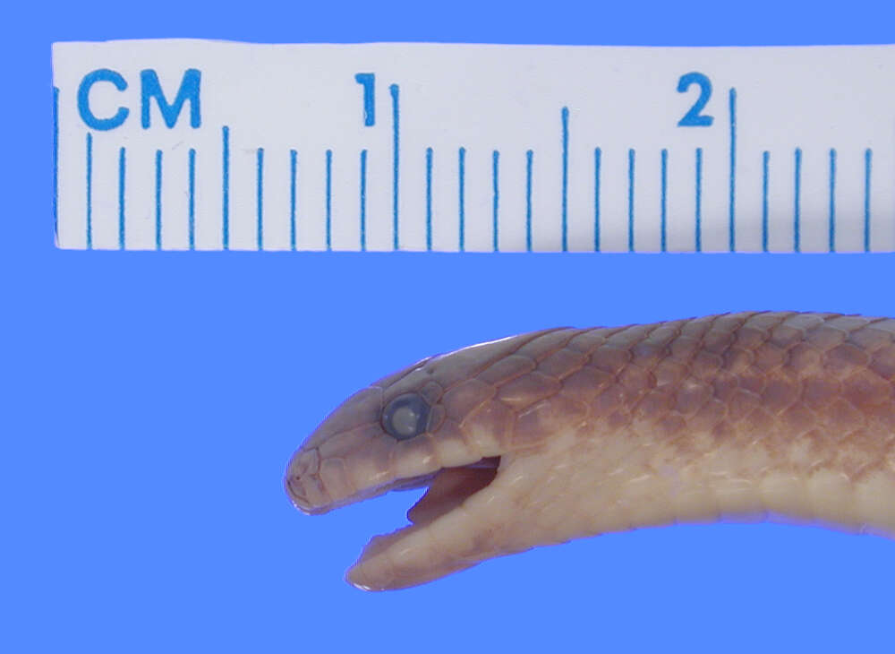 Image of Bignose Ground Snake