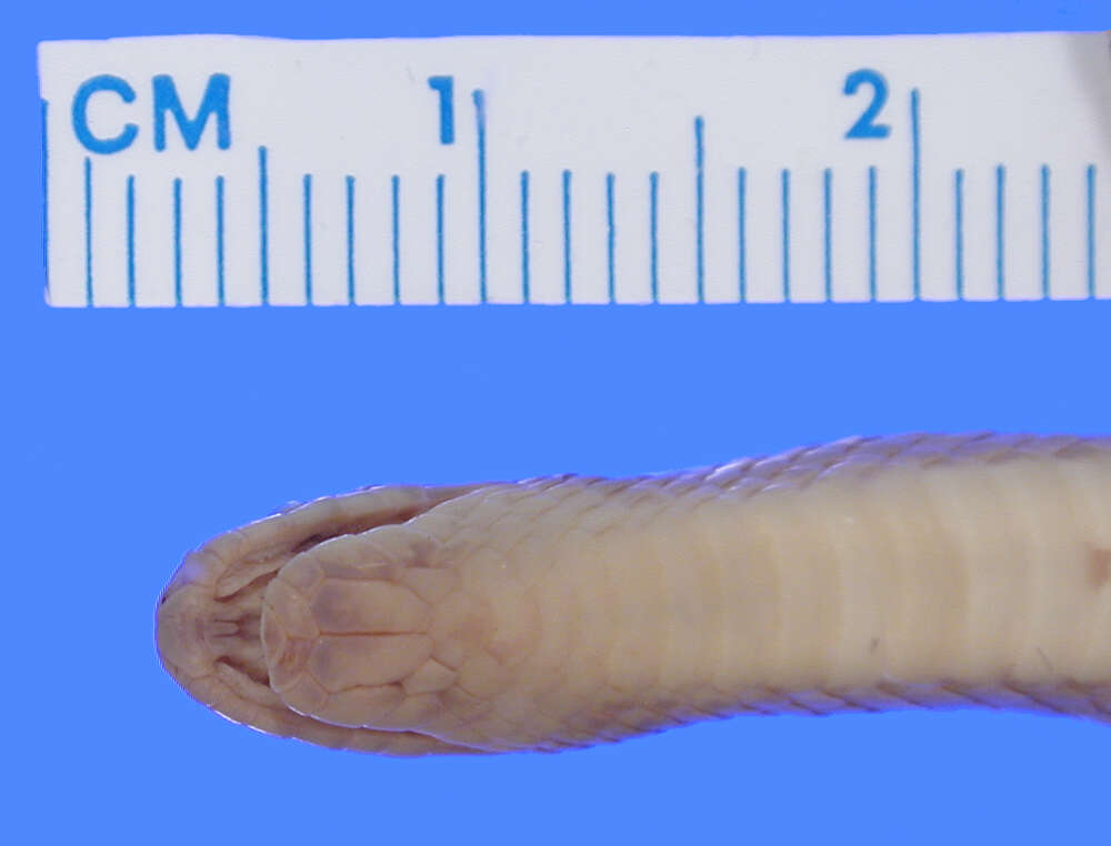 Image of Bignose Ground Snake