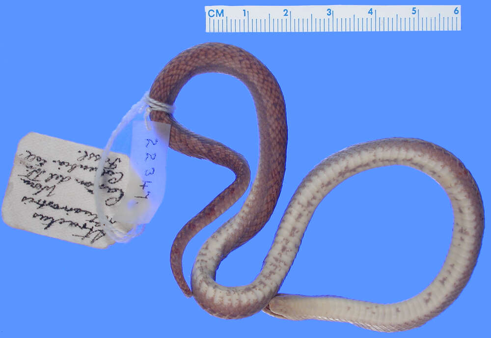 Image of Bignose Ground Snake