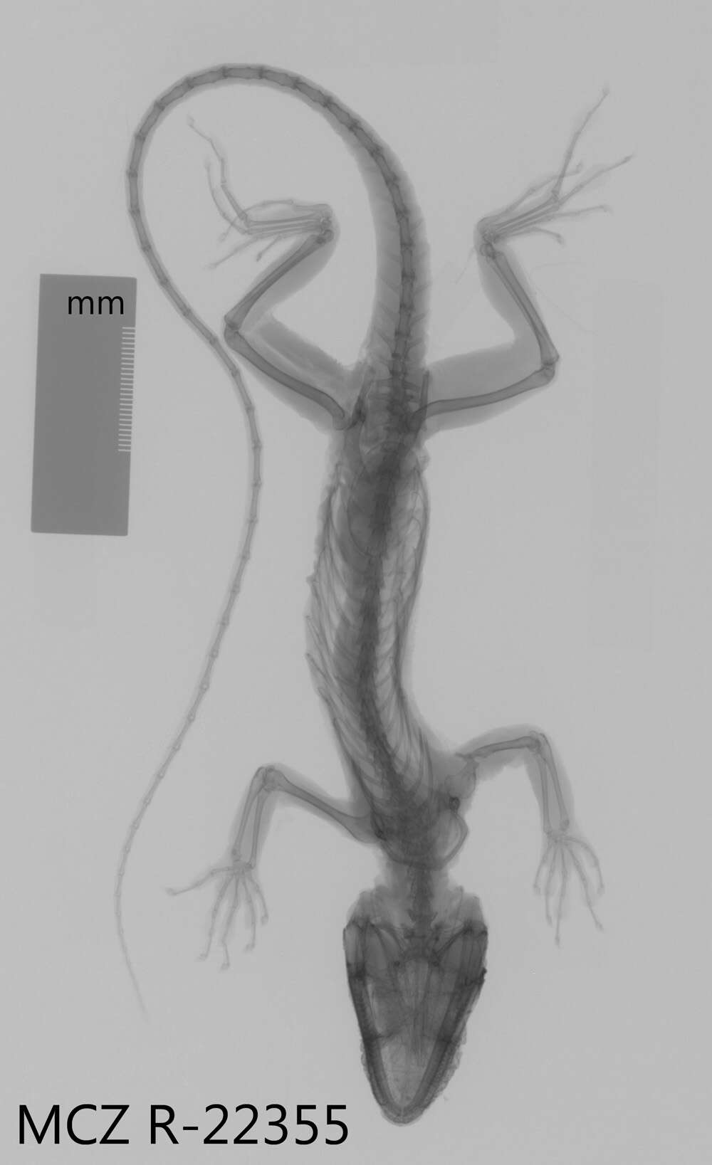 Image of Anolis equestris persparsus Schwartz And Garrido 1972