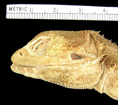 Imagem de Pogona minor (Sternfeld 1919)