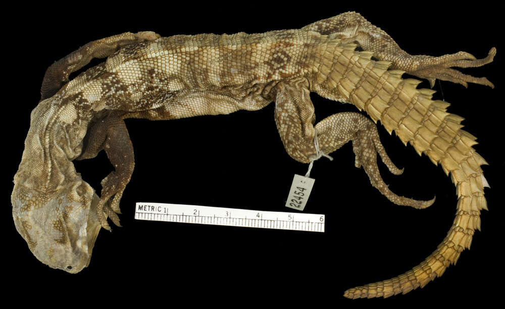 Image of Balsas Armed Lizard