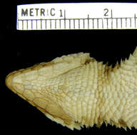 Image of Namaqua Girdled Lizard