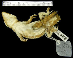 Image of Namaqua Girdled Lizard