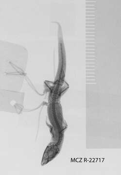 Image of Juventud Least Gecko