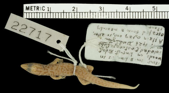 Image of Juventud Least Gecko