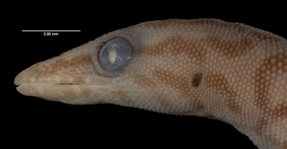 Image of Juventud Least Gecko