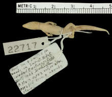 Image of Juventud Least Gecko