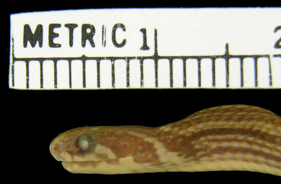 Image of Barbour's Tropical Ground Snake