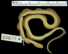 Image of Barbour's Tropical Ground Snake