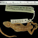 Image of Barbour's Gecko