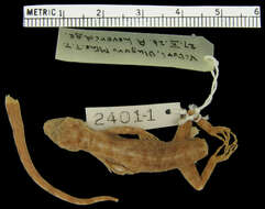 Image of Barbour's Gecko