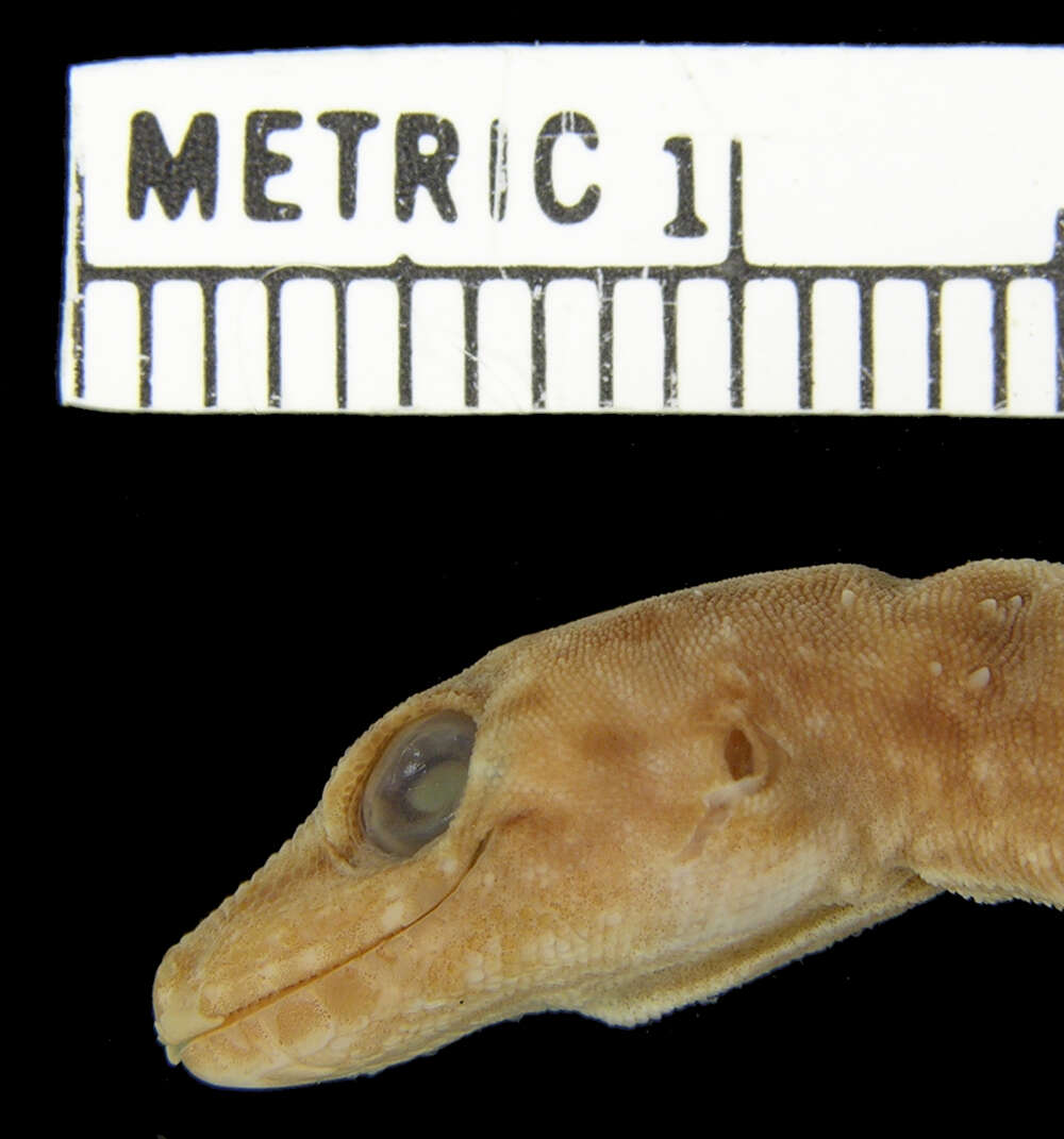 Image of Barbour's Gecko