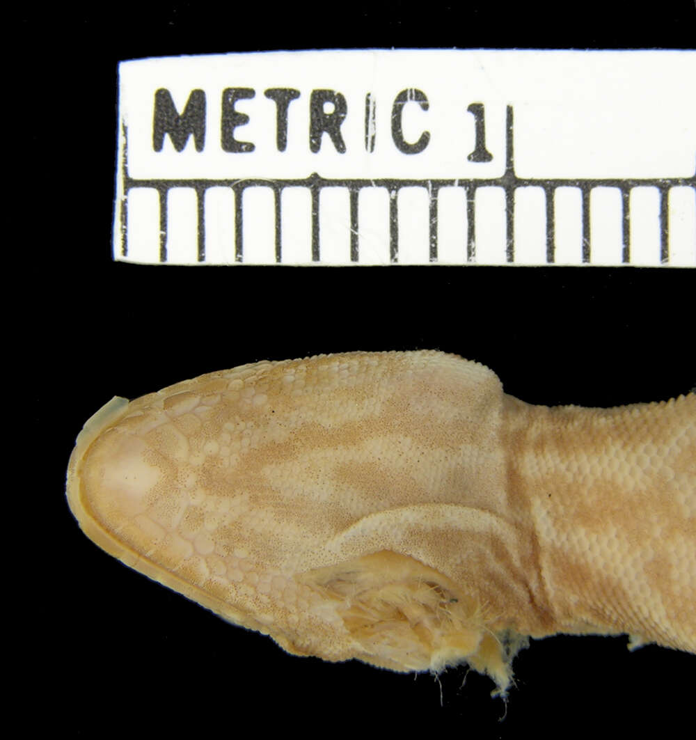 Image of Barbour's Gecko