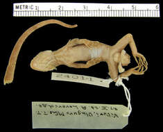 Image of Barbour's Gecko