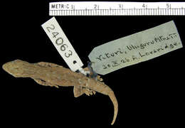 Image of Lygodactylus scheffleri ulugurensis Pasteur 1964