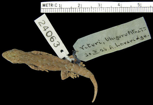 Image of Scheffler's Dwarf Gecko