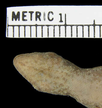 Image of Scheffler's Dwarf Gecko