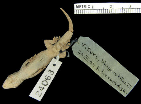 Image of Scheffler's Dwarf Gecko