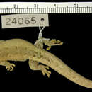 صورة Lygodactylus gravis Pasteur 1965