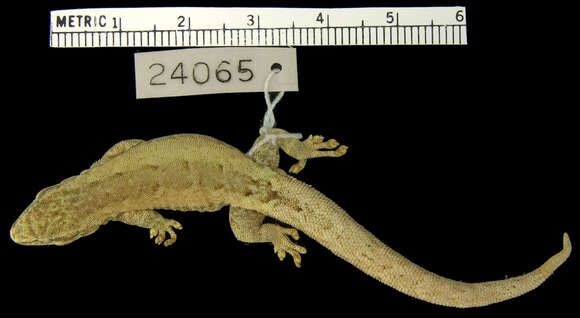 Image of Usambara Dwarf Gecko