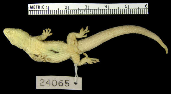 صورة Lygodactylus gravis Pasteur 1965