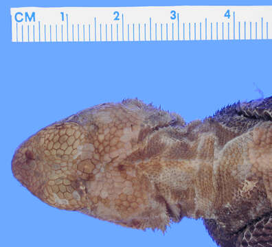 Image of Agama lionotus lionotus Boulenger 1896