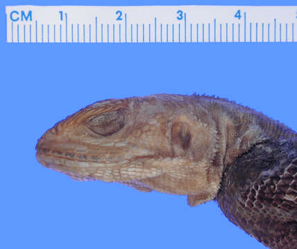 Image of Agama lionotus lionotus Boulenger 1896