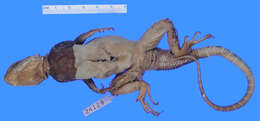 Image of Agama lionotus lionotus Boulenger 1896