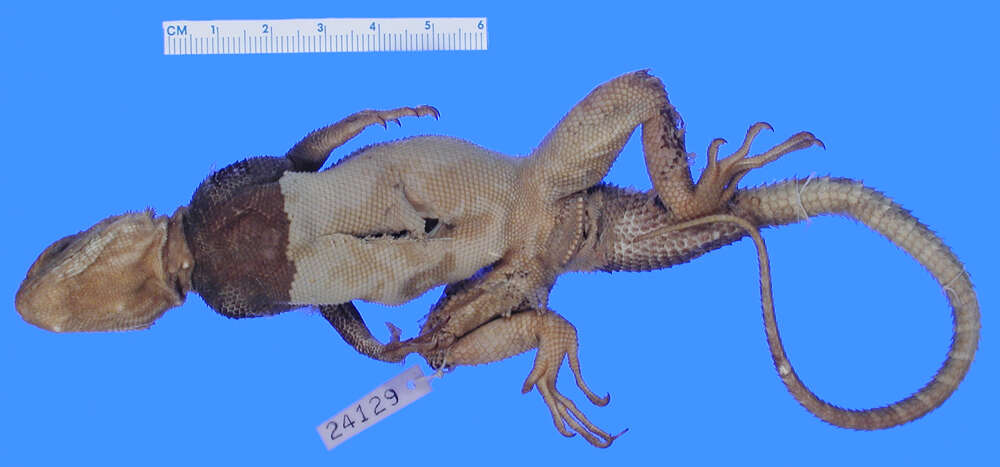 صورة Agama lionotus lionotus Boulenger 1896