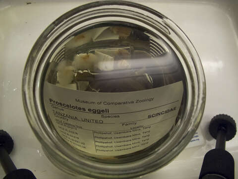 Image of Proscelotes