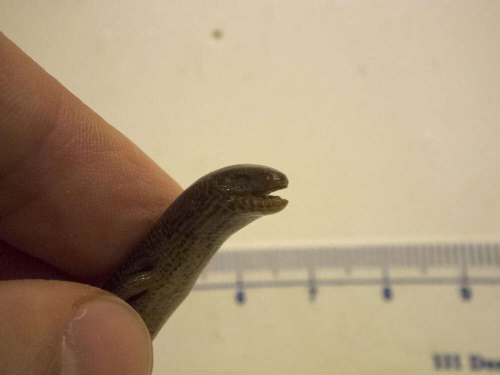 Image of Usambara Five-toed Skink