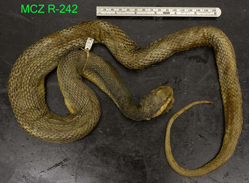 Image of Plain-bellied Watersnake