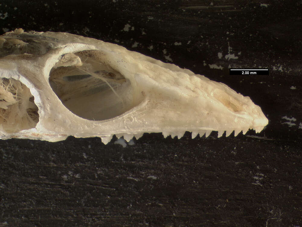 Image of Ctenosaura